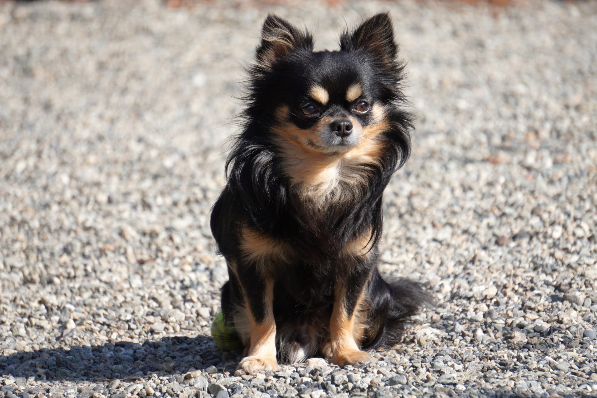 正面からの顔写真の参考例2