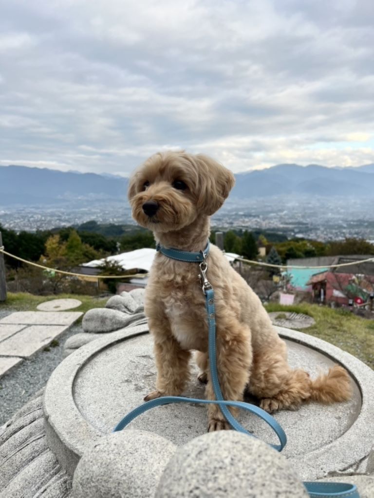 正面からの顔写真の参考例3