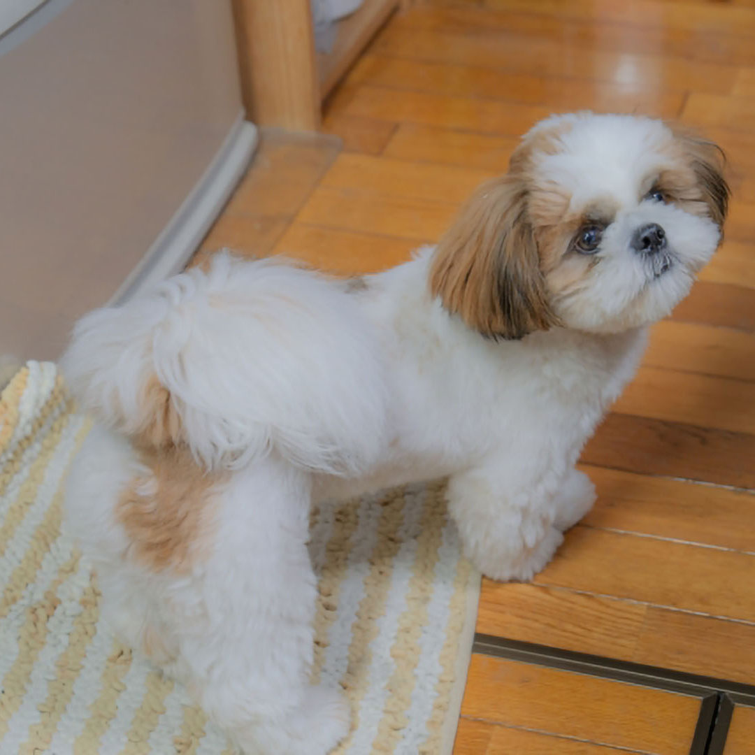 正面からの顔写真の例